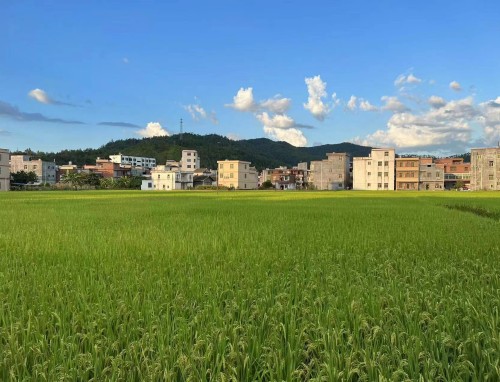 伯恩利vs曼联